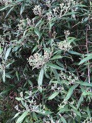 Olearia phlogopappa