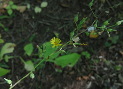 Lactuca triangulata