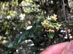 Parsonsia leichhardtii