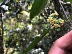 Parsonsia leichhardtii