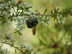 Xylocopa bombylans