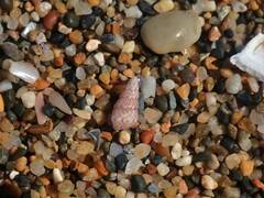 Leiopyrga lineolaris