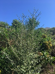 Afrocanthium mundianum
