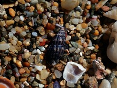 Maculotriton serriale