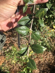 Afrocanthium mundianum