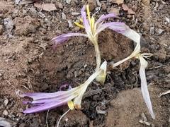 Colchicum lusitanum