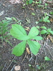 Vincetoxicum ascyrifolium