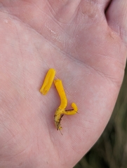 Clavulinopsis helvola