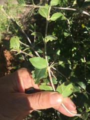 Afrocanthium mundianum