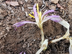 Colchicum lusitanum