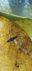 Limnogonus fossarum