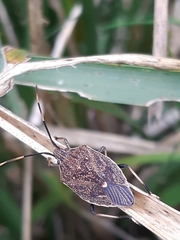 Poecilometis strigatus