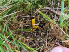 Clavulinopsis helvola