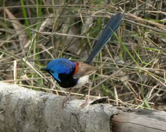 Malurus lamberti