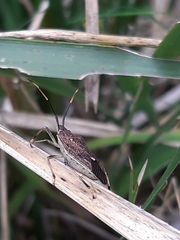 Poecilometis strigatus