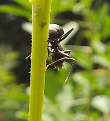 Polyrhachis dives