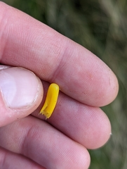 Clavulinopsis helvola