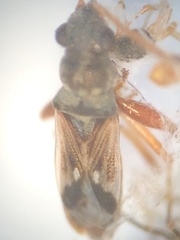 Pseudopachybrachius vinctus