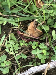 Aiolopus thalassinus tamulus