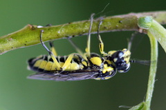 Rhogogaster picta