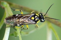 Rhogogaster picta