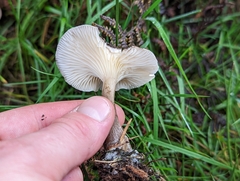 Ampulloclitocybe