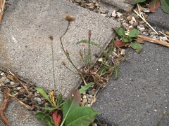 Petrorhagia prolifera