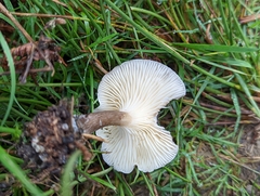 Ampulloclitocybe