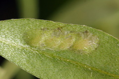 Rhogogaster picta