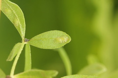 Rhogogaster picta