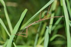 Ctenomorpha marginipennis