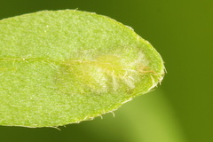 Rhogogaster picta