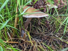 Ampulloclitocybe