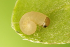 Rhogogaster picta