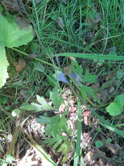 Aconitum stoloniferum