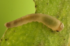 Rhogogaster picta
