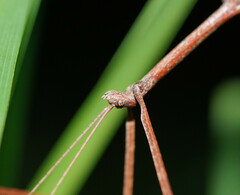 Ctenomorpha marginipennis