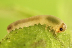 Rhogogaster picta