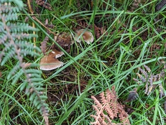 Ampulloclitocybe