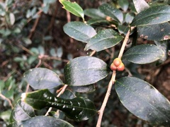 Cleistanthus cunninghamii