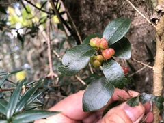 Cleistanthus cunninghamii