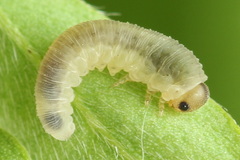 Rhogogaster picta