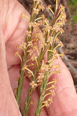 Struthiola parviflora
