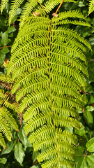 Pteridium aquilinum