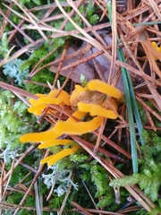 Calocera viscosa