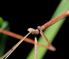 Ctenomorpha marginipennis