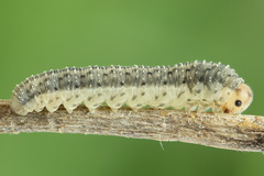 Rhogogaster picta