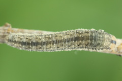Rhogogaster picta