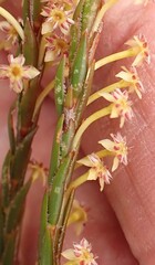 Struthiola parviflora