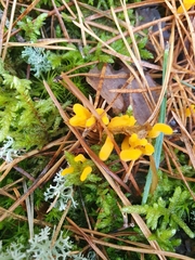 Calocera viscosa